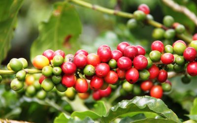 Café: a planta e o grão