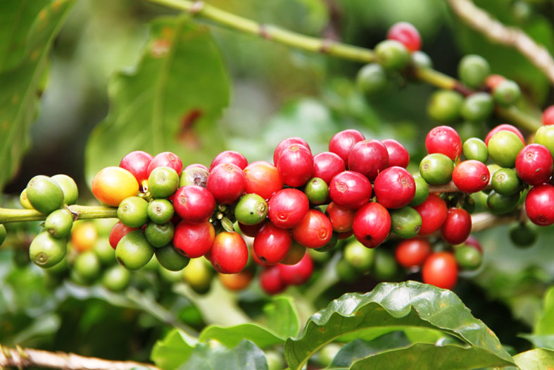 Café: a planta e o grão